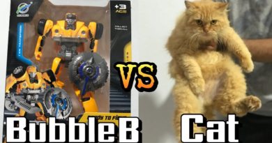 Bubble B VS Cat - บับเบิ้ลบี แปลงร่างจาก หุ่นยนต์ เป็นรถเต่า รุ่นใหม่
