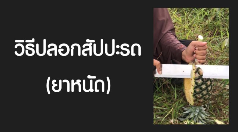 วิธีการปลอกสับปะรด แบบมืออาชีพ (ยาหนัด) - สับปะรดแก้ว หวานมากๆ